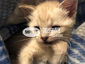 见到瘫痪小猫 阿拉斯加母爱爆棚霸气抱怀中