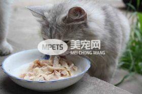 猫咪必修健康饮食观念！湿食是什么？为什么要给猫咪吃生食