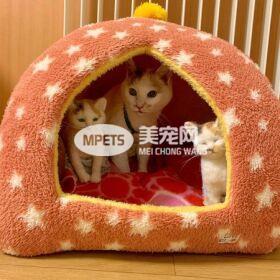 喵星人一家三口宛如俄罗斯娃娃 但真相确是根本没有血缘关系