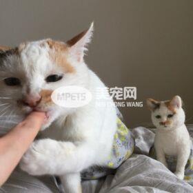喵星人一家三口宛如俄罗斯娃娃 但真相确是根本没有血缘关系