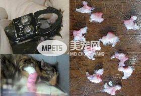 对于猫咪来说等同截肢的去爪手术居然有那么多人在做 你们是真的爱猫吗？