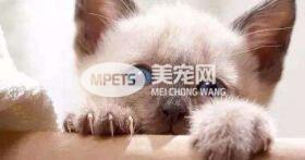 对于猫咪来说等同截肢的去爪手术居然有那么多人在做 你们是真的爱猫吗？