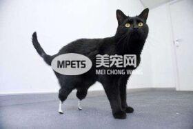 对于猫咪来说等同截肢的去爪手术居然有那么多人在做 你们是真的爱猫吗？