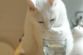 对于猫咪来说等同截肢的去爪手术居然有那么多人在做 你们是真的爱猫吗？