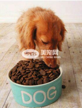 宠物胖胖的很可爱 你错了 宠物日常减肥饮食篇