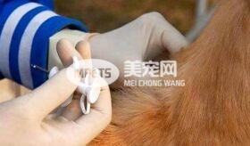 日本规定宠物需植入芯片 以防主人遗弃虐待 对此你是怎么看的？