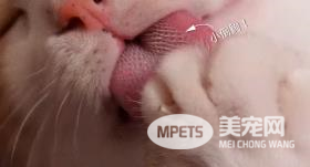 猫咪舔毛舔到秃 为什么猫咪那么爱舔毛?