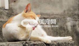 猫咪舔毛舔到秃 为什么猫咪那么爱舔毛?