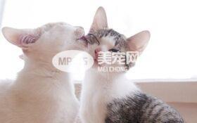 猫咪舔毛舔到秃 为什么猫咪那么爱舔毛?