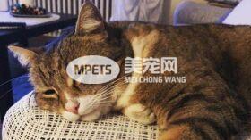 听猫咪呼噜可以治骨折？猫咪呼噜噜的秘密