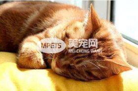 听猫咪呼噜可以治骨折？猫咪呼噜噜的秘密