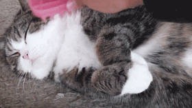 听猫咪呼噜可以治骨折？猫咪呼噜噜的秘密