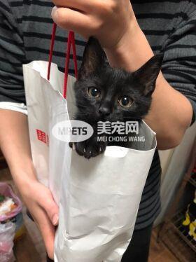 端午出去玩 留主子在家 饲料猫砂多放就没事？兽医4点建议：千万别