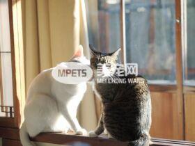 端午出去玩 留主子在家 饲料猫砂多放就没事？兽医4点建议：千万别