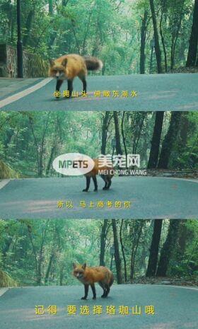 各大名校的“校宠”们 马上高考的你们有没有你心仪的学校类