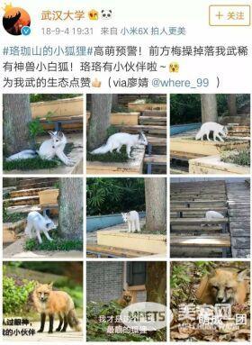 各大名校的“校宠”们 马上高考的你们有没有你心仪的学校类