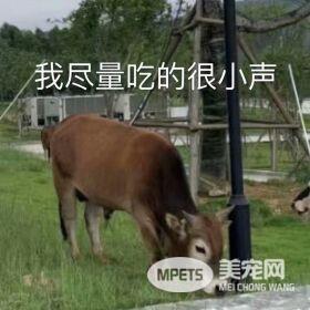 各大名校的“校宠”们 马上高考的你们有没有你心仪的学校类