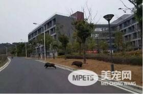 各大名校的“校宠”们 马上高考的你们有没有你心仪的学校类