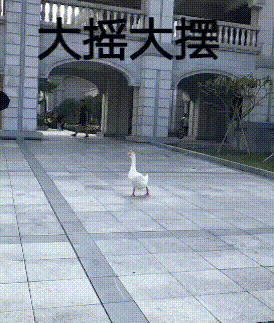 各大名校的“校宠”们 马上高考的你们有没有你心仪的学校类