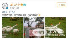 各大名校的“校宠”们 马上高考的你们有没有你心仪的学校类