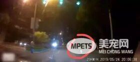 因遛狗未牵狗绳而造成悲剧 事后狗主人要求司机赔偿3000元