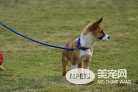 因遛狗未牵狗绳而造成悲剧 事后狗主人要求司机赔偿3000元