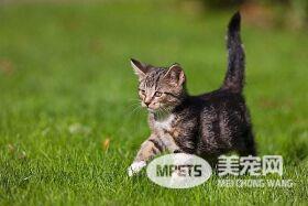 猫咪长跳蚤怎么办?三步骤彻底除蚤