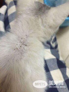 猫咪长跳蚤怎么办?三步骤彻底除蚤