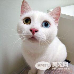 猫咪眼睛里的秘密!除了好看还有这些你不知道的
