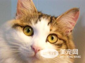 猫咪眼睛里的秘密!除了好看还有这些你不知道的