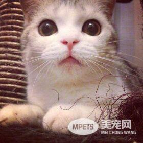 猫咪眼睛里的秘密!除了好看还有这些你不知道的