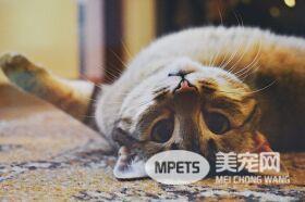 猫咪玩具这样挑 游戏是狩猎模拟 9成饲主都忽略这三点