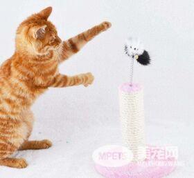 猫咪玩具这样挑 游戏是狩猎模拟 9成饲主都忽略这三点