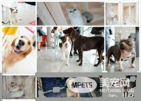 【最强攻略】年度萌宠狂欢精彩来袭~CPF武汉展海陆空萌宠齐聚，你想知道的都在这里！