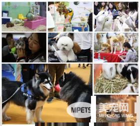 【最强攻略】年度萌宠狂欢精彩来袭~CPF武汉展海陆空萌宠齐聚，你想知道的都在这里！