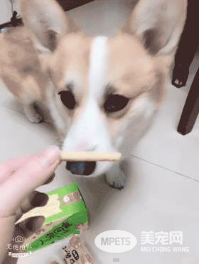 醇粹人宠同食-芝士脆是有多美味?狗狗和铲屎官抢着吃!