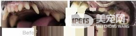 醇粹狗粮怎么样？如何让老龄犬更长寿？