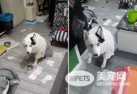 混血二哈一碰水就吓得神志不清 纯属演技派