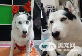 混血二哈一碰水就吓得神志不清 纯属演技派