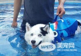 混血二哈一碰水就吓得神志不清 纯属演技派