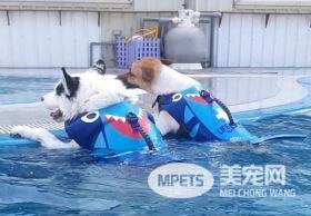 混血二哈一碰水就吓得神志不清 纯属演技派