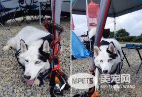 混血二哈一碰水就吓得神志不清 纯属演技派