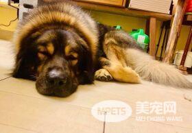 主人每次生气都骂狗这句！结果把邻居阿姨吓坏了：放出来前要通知我一下