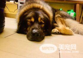 主人每次生气都骂狗这句！结果把邻居阿姨吓坏了：放出来前要通知我一下