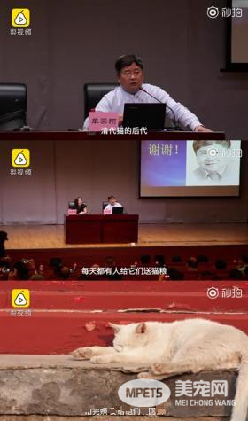 网红院长单霁翔谈故宫的猫：常收到各地寄的猫粮，整个故宫没有一只老鼠
