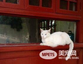 网红院长单霁翔谈故宫的猫：常收到各地寄的猫粮，整个故宫没有一只老鼠