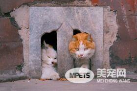 网红院长单霁翔谈故宫的猫：常收到各地寄的猫粮，整个故宫没有一只老鼠