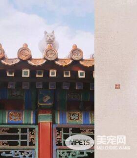 网红院长单霁翔谈故宫的猫：常收到各地寄的猫粮，整个故宫没有一只老鼠