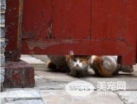 网红院长单霁翔谈故宫的猫：常收到各地寄的猫粮，整个故宫没有一只老鼠