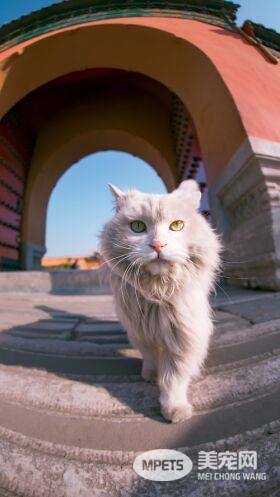 网红院长单霁翔谈故宫的猫：常收到各地寄的猫粮，整个故宫没有一只老鼠